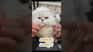 Tired Of Uneven Trims? Snipstar Professional-Grade Cat Shears No Pulling No Jagged Edges