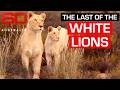 What’s more dangerous for white lions: captivity or releasing them into the wild? | 60 Minutes