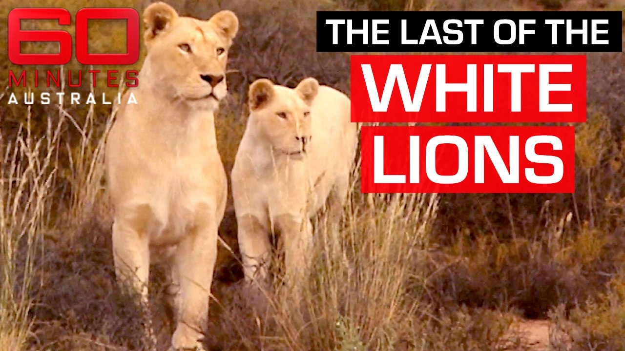What’s more dangerous for white lions: captivity or releasing them into the wild? | 60 Minutes