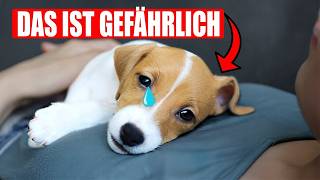 16 Fehler, Die Hundebesitzer Vermeiden Sollten