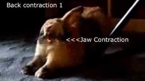 Move Like an Animal - The Art of Pandiculation