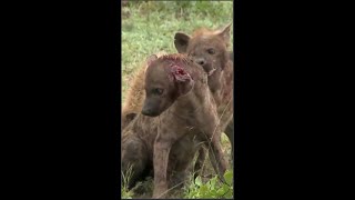 Hyena Abandoned And Tormented Heartlessly #Shorts #wildlifeanimal