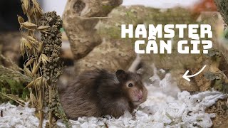 《có PHỤ ĐỀ》‼9 tip cho hamster LƯỜI VẬN ĐỘNG, lý do hamster của bạn KHÔNG ĐÀO??