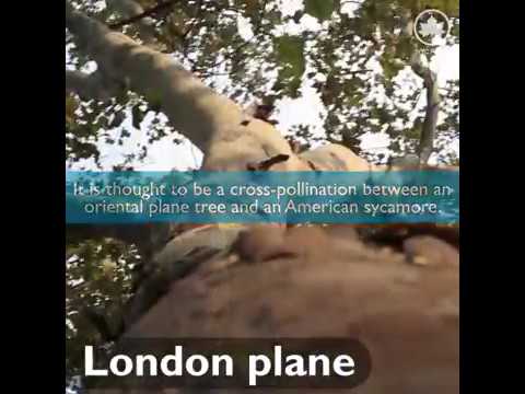 Video: American Sycamore Trees vs. Platanii din Londra