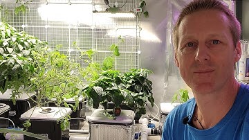Current Culture CCH2O RDWC Hydroponics- How it Works- Growing Peppers, Tomato, Discount code - %5off