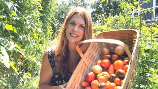 Tomato Plant Tour, Harvest, & Tasting New Tomatoes!