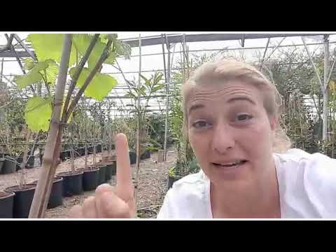 וִידֵאוֹ: גידול ענבים - נטיעת גפנים בגינה
