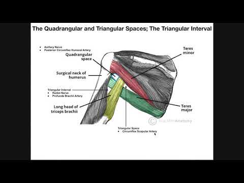 Boundaries and Contents of the Quadrangular Space, Triangular