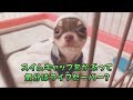 チワワのチョコ君、ライフセーバーになる!?