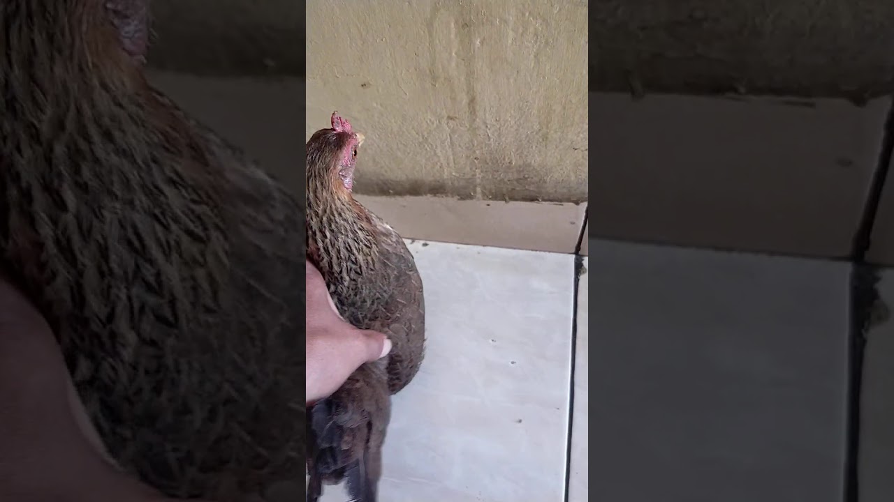Ayam kate 