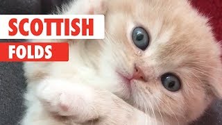 Scottish Fold Cats Compilation 2018