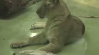 骨で遊ぶ子ライオン