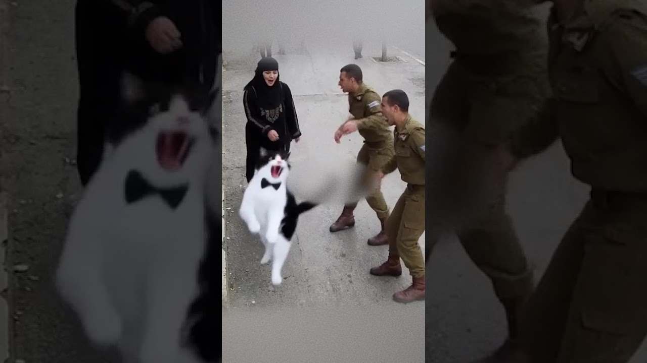 cats save lady in niqab