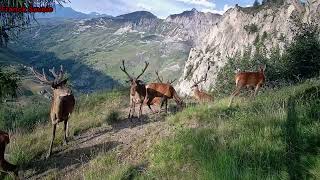 Cerfs (16 Cors), Biche, Chamois et Chevreuil !