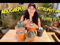 Ariocarpus and Astrophytum Inorganic Potting Mix, Potting Up