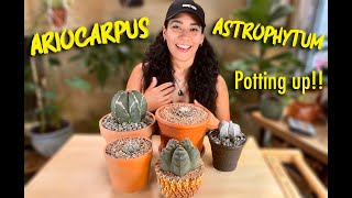 Ariocarpus and Astrophytum Inorganic Potting Mix, Potting Up