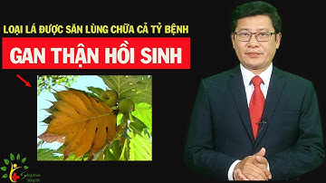Lá sakê thần dược hồi  sinh gan thận, ngừa tiểu đường ung thư - SKST