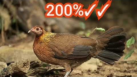 tiếng gà mái gọi trống 💯👍 suab poj qaib seev zoo tiag2 li dib tuaj 100%✓✓✓✓