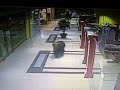 Wild bear shot after running amok in Khabarovsk city, Russia
