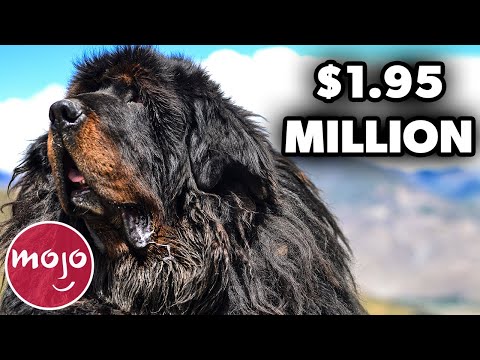 Video: De 5 duurste hondenrassen