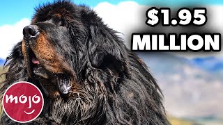 Top 10 Most Expensive Dog Breeds in the World