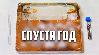 Муравьиная Ферма СПУСТЯ ГОД