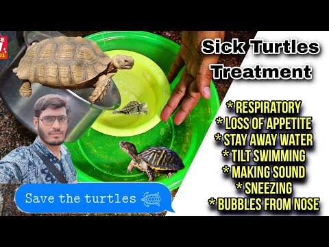 Turtles Respiratory Infection - Sick Turtles Treatment