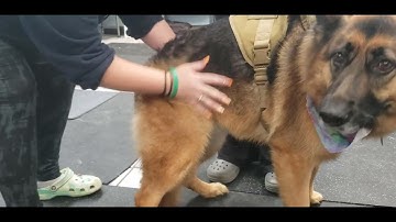 section d Assignment 6: Using an Undercoat Rake checking your work