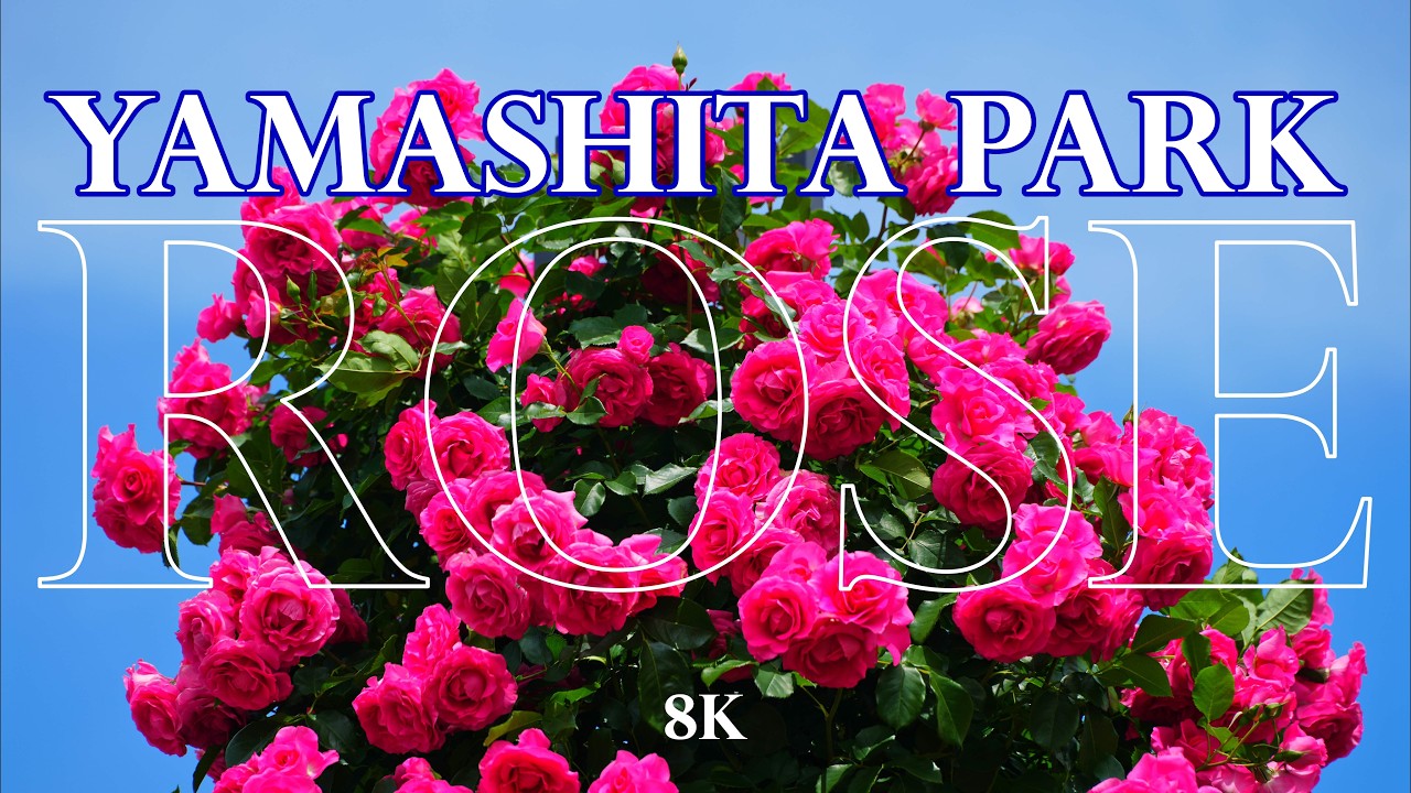 山下公園 バラ見頃 2026【8K】 - YouTube
