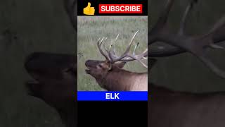 Bull Elk || Bull Elk bugling || shorts bullelk trending viral