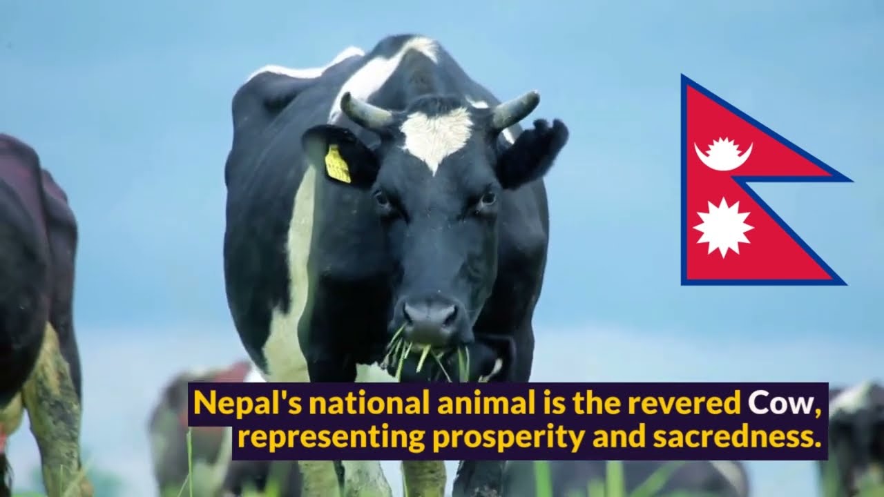 NATIONAL ANIMALS OF SOUTH ASIAN COUNTRIES