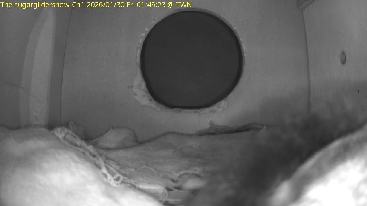 The sugar glider show Ch1 鼠們的世界 --- 蜜袋鼯 24小時直播 24HR live