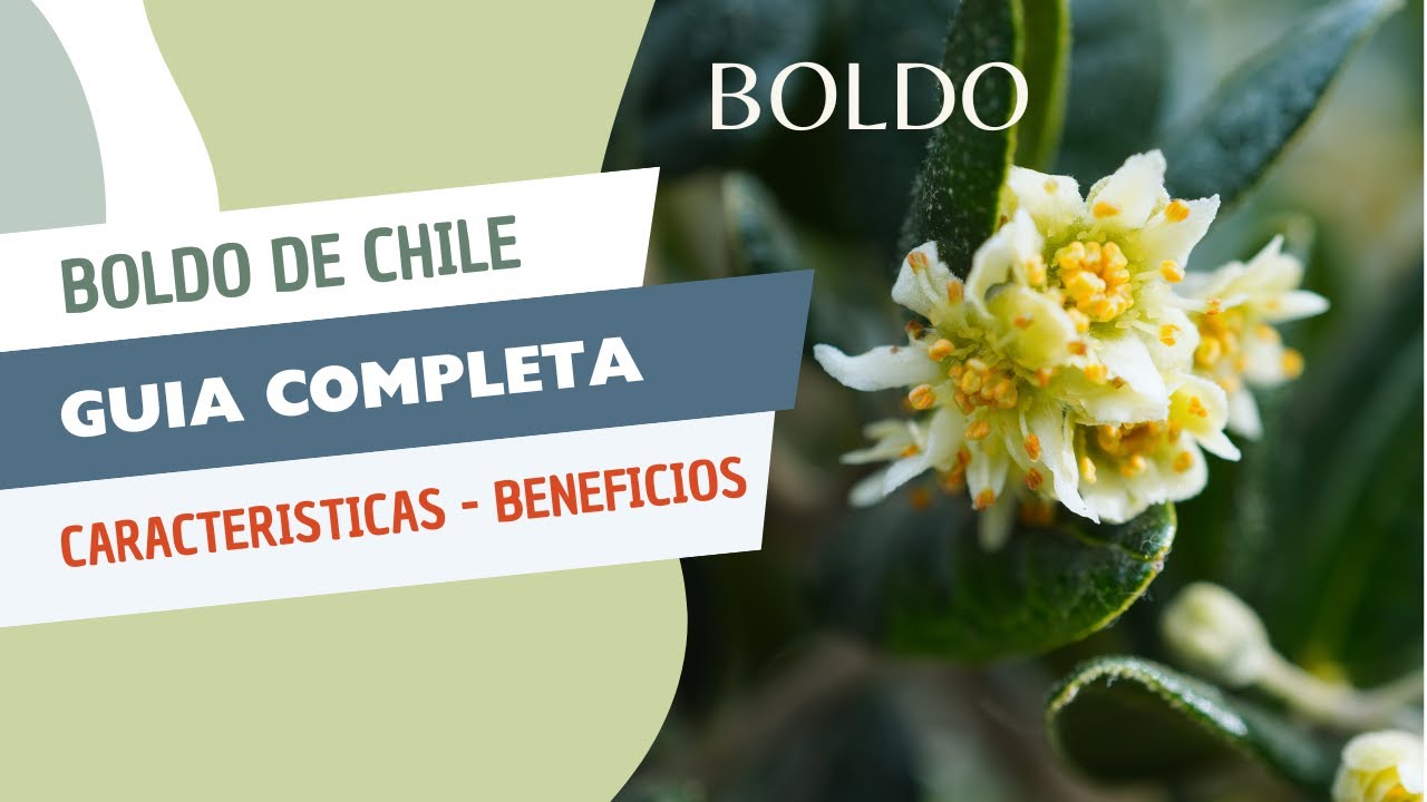 Boldo de Chile - Todas sus características morfológicas, beneficios y precauciones