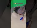 🌺   R  O  S  A  L  İ  N  D  A  🥿   #pigeon  #bird  #taube #güvercin  #injured  #broken  #fistclaw