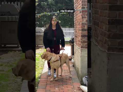 Video: Pet Scoop: Fluffy White Kiwi overleeft chirurgie, honden lopen door mannen zijn agressiever