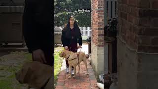 Cane vs guide dog for a blind or visually impaired person