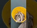 exposición de pejerreyes en el muelle de Pinamar