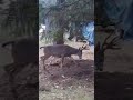 Backyard Oregon deer