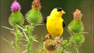 American Goldfinch Song