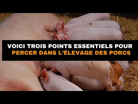 Pour réussir son élevage de porc, tu dois maitriser ces 3 choses