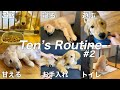 【大型犬仔犬のいる生活#2】ゴルパピとママのリアルな1日/生後3ヶ月