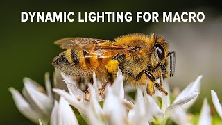 How to Improve Your Dynamic Lighting for Macro Photography