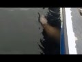 Killer whale throws sea lion 20 feet into the air! Ketchikan, Alaska