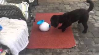 Dylan loving his iFetch!