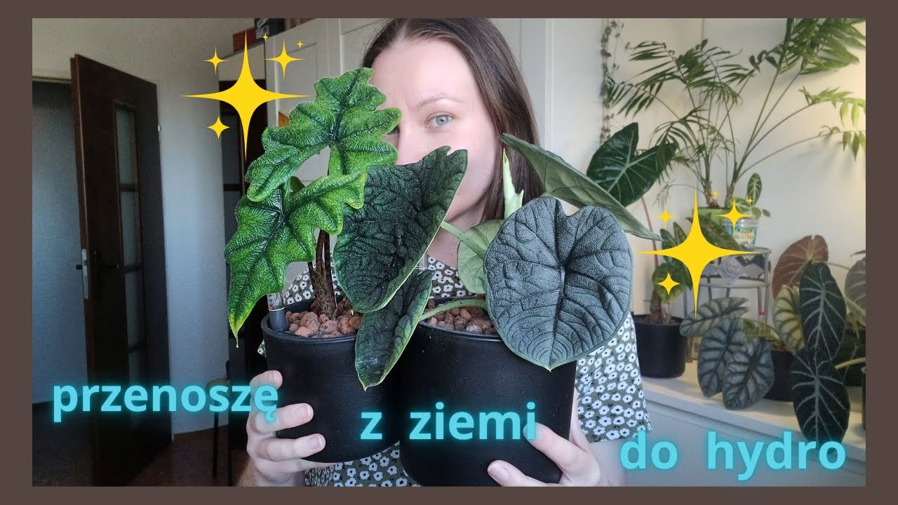 Przenoszę z ziemi do hydroponiki alokazje z biedry