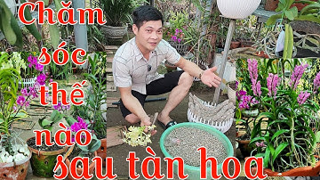 Bón phân gì sau khi hoa tàn, cách bón phân cho lan sau khi hoa tàn
