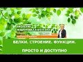 О белках просто и доступно. ЕГЭ. ОГЭ. Биология.