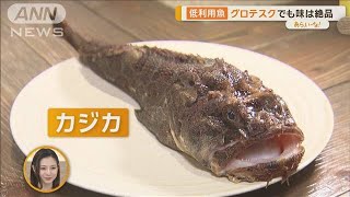 コノシロ、カジカ、チダイ、ブリ節…未来の海を守る『低利用魚』グルメ【あらいーな】【あらいーな】【グッド！モーニング】(2024年3月14日)