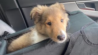 Gringo - my rough collie pup | 9 weeks to 8 months