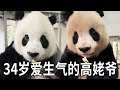 34岁还是娃娃脸的高姥爷 年龄最大也最爱生气 放归野外三次都能找回来的神奇小老头 你好大熊猫 34岁还是娃娃脸的高姥爷 年龄最大也最爱生气 放归野外三次都能找回来的神奇小老头 你好大熊猫